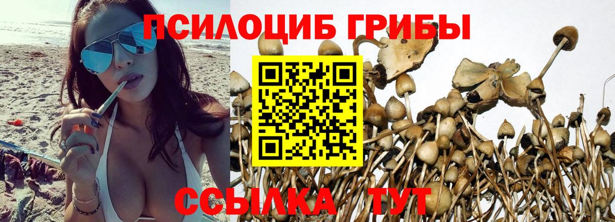 Малоярославец  Галлюциногенные грибы прущие грибы  Вход с VPN  Псилоцибиновые грибы GOLDEN TEACHER 